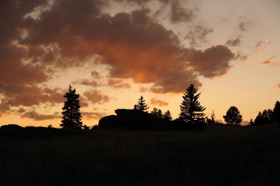 Free Image of Trees silhouette during sunset  