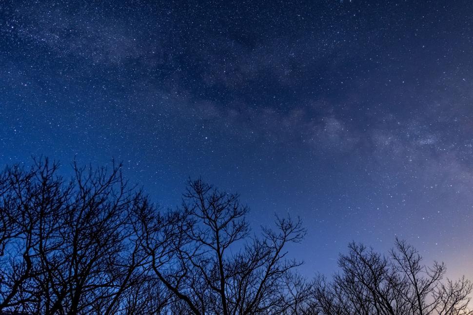 Free Image of Starry night sky over bare tree silhouettes 