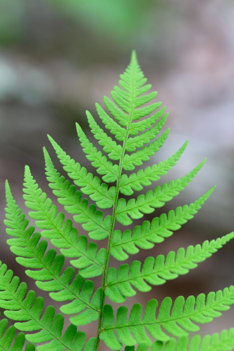Free Image of Vibrant green fern leaf close-up 