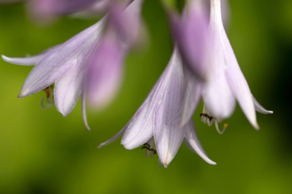 Free Image of Close-up of purple flowering bellflowers 