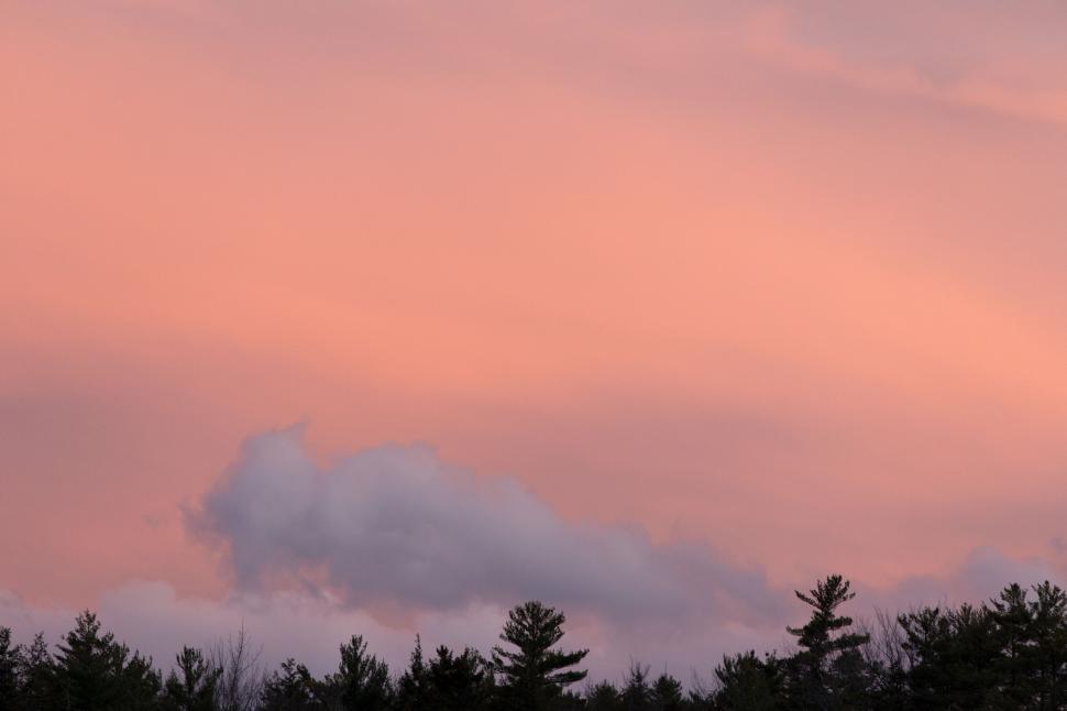 Free Image of Vivid pink and orange sunset behind trees 