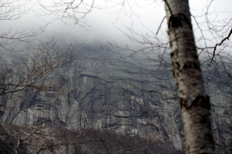 Free Image of Birch tree framing a foggy mountain cliff 