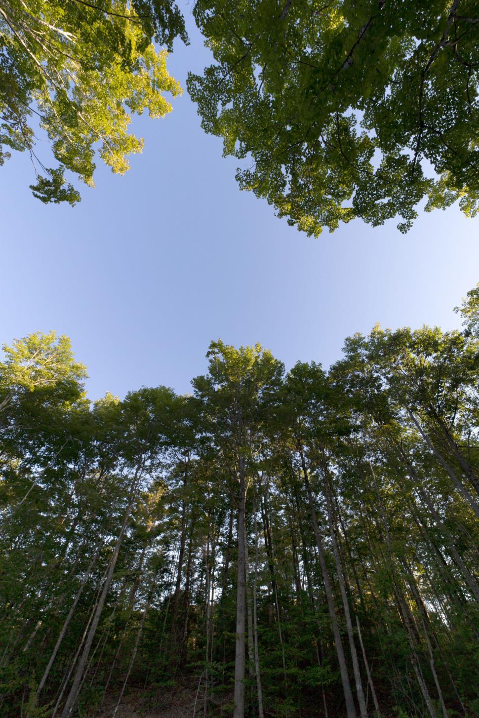 Free Image of Canopy view of lush green forest trees 
