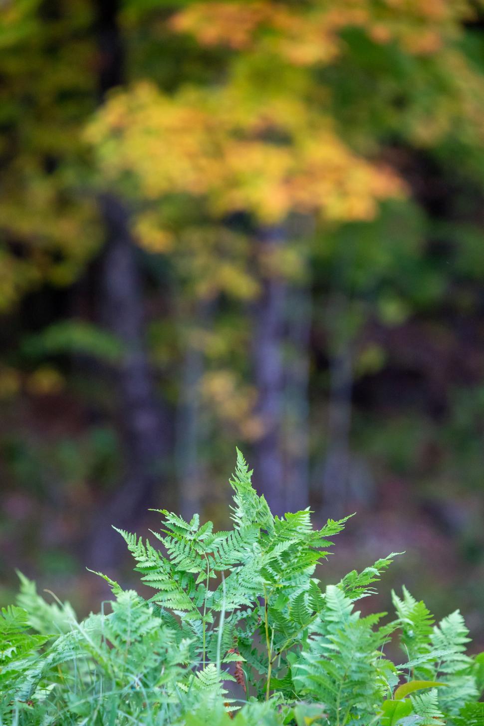 Free Image of Green ferns with a blurred forest background 