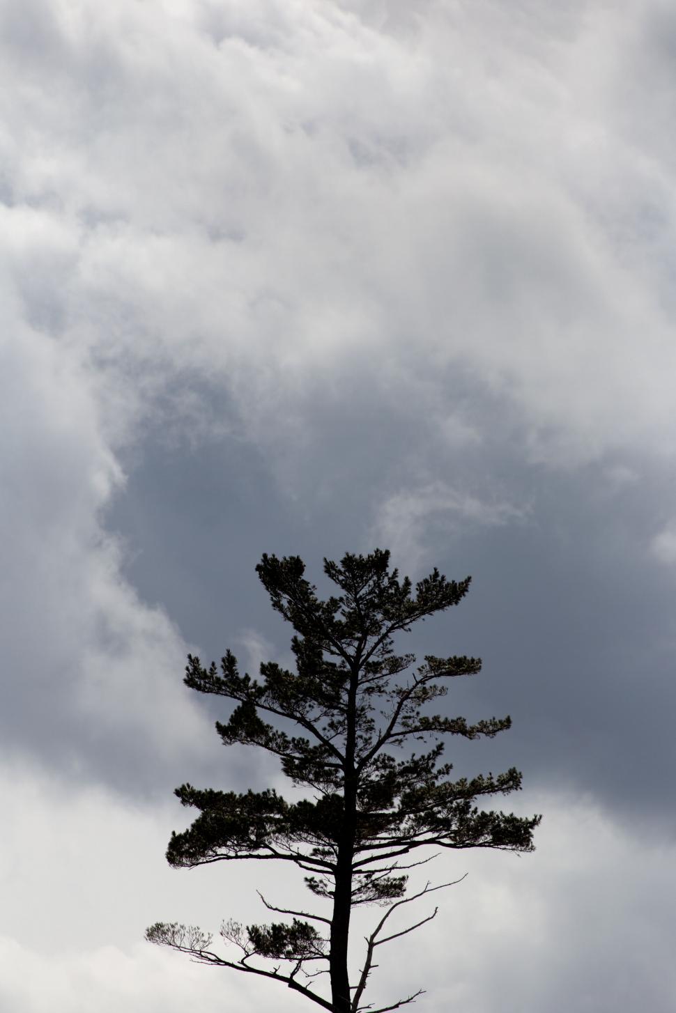 Free Image of Silhouette of a tree against a cloudy sky 