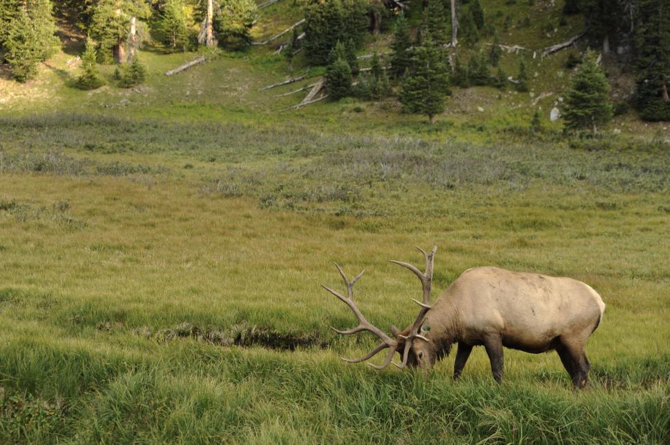 Free Image of Deer in forest  