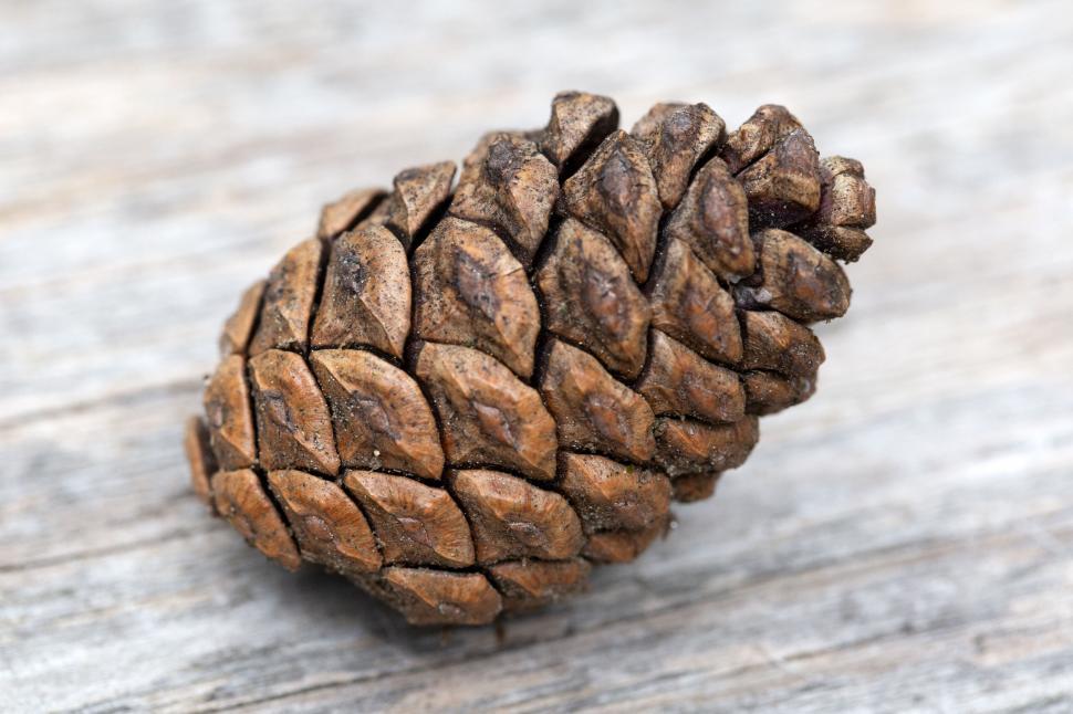 Free Image of Close-up of a brown pine cone on wood 