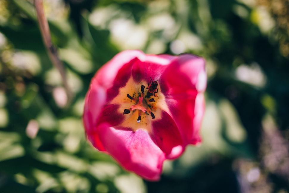 Free Image of Close-up of a pink tulip bloom 