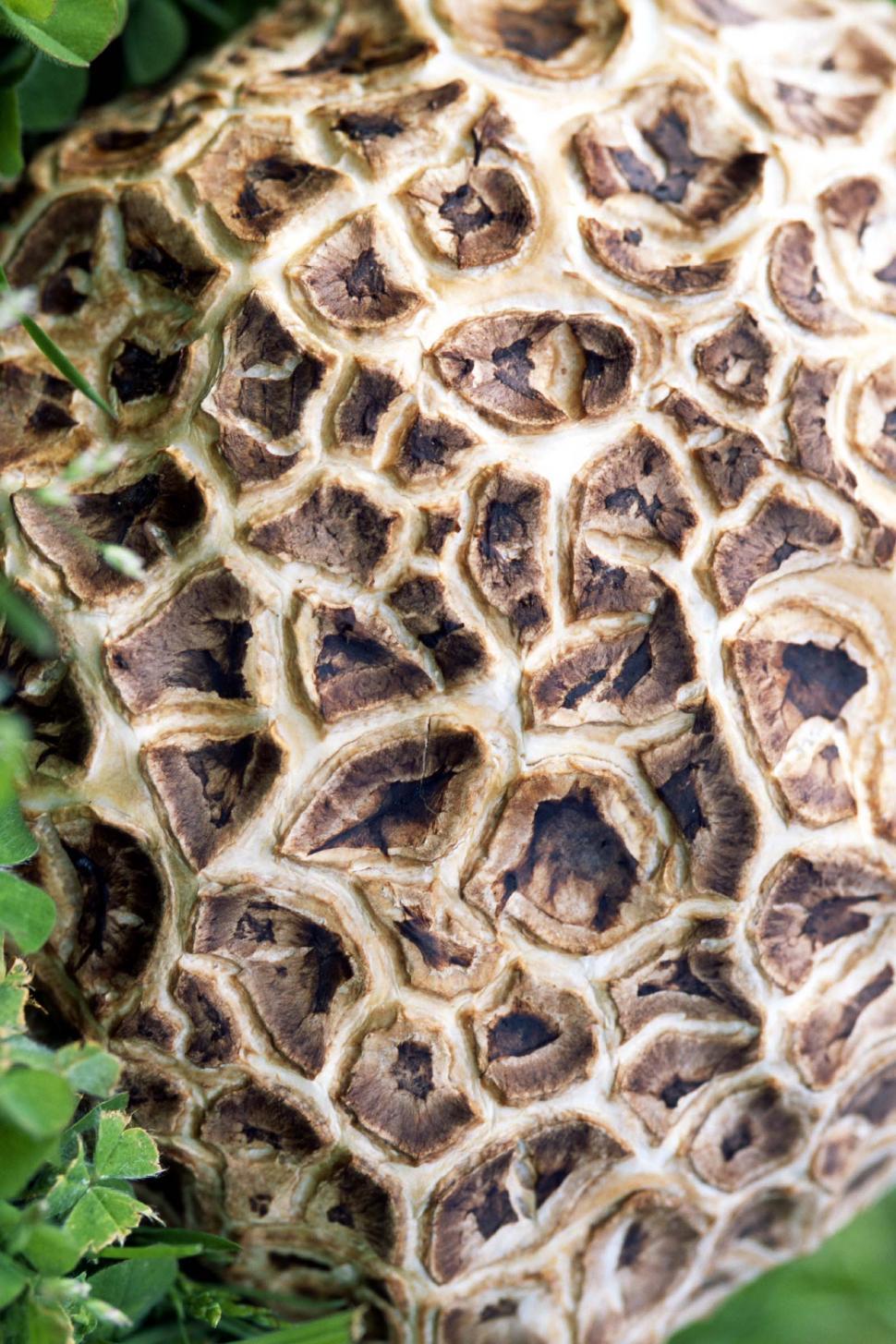 Free Image of Mushroom (Fungus) 