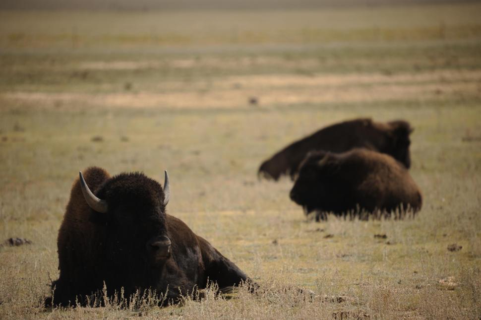 Free Image of Bison 