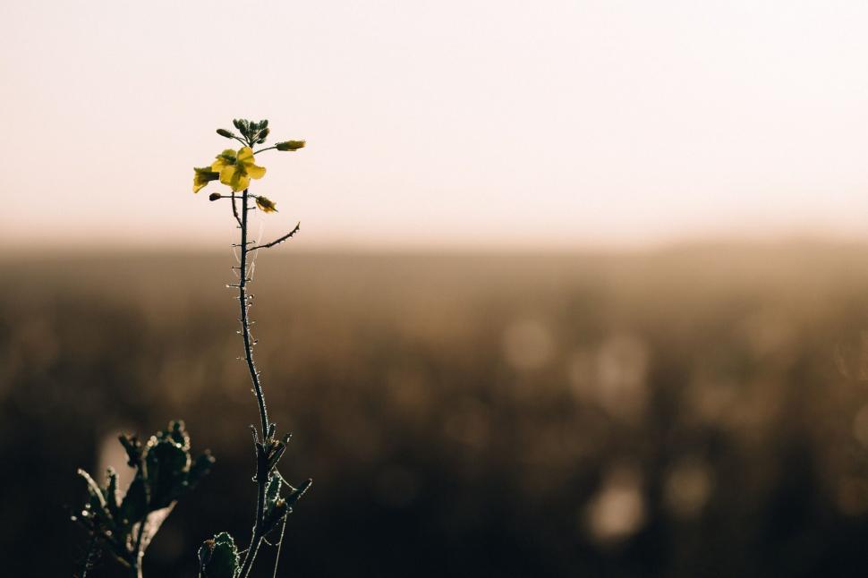 Free Image of Solo yellow flower blooming in the fields 