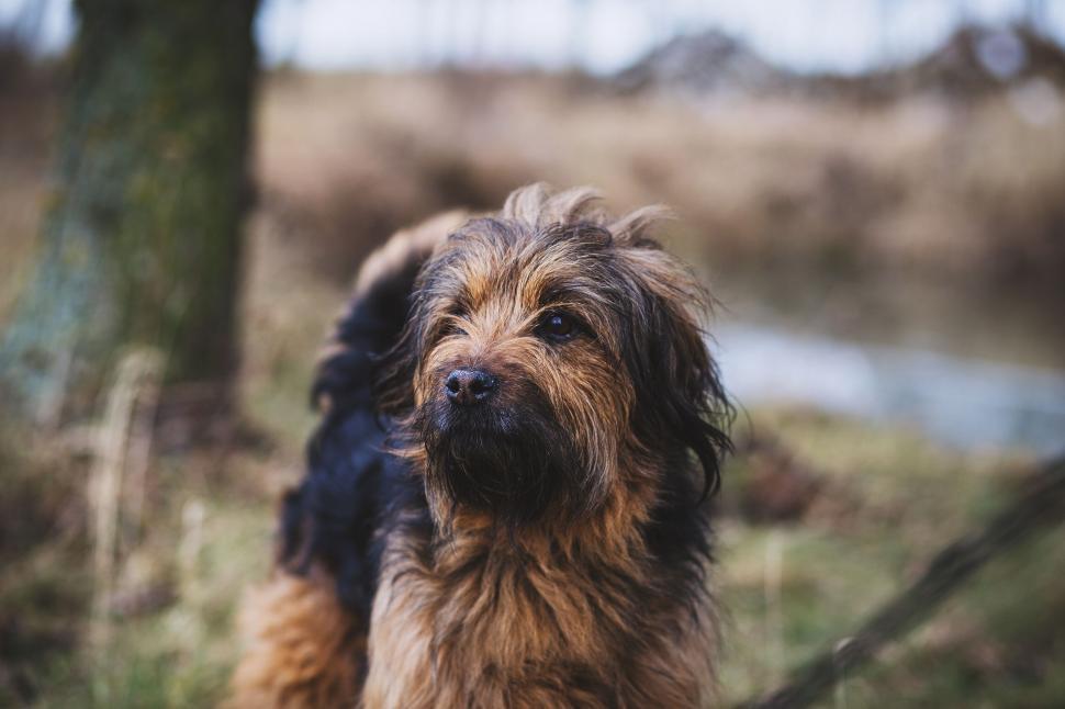 Free Image of Fluffy small dog standing in a natural setting 