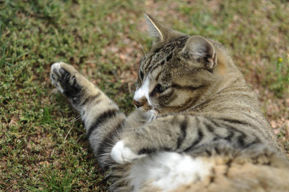 Free Image of Kitten 