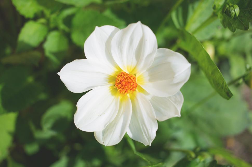 Free Image of Vibrant white dahlia in bloom 
