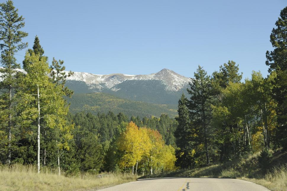 Free Image of Road in the forest  