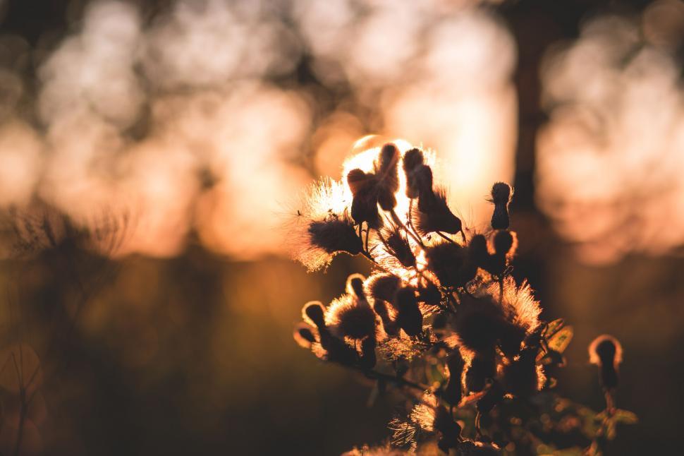 Free Image of Warm sunlight shining through plants 