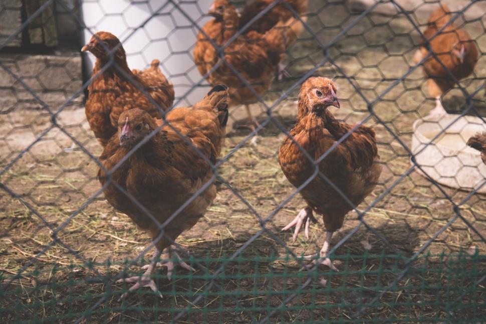 Free Image of Chickens behind a wire fence on a farm 