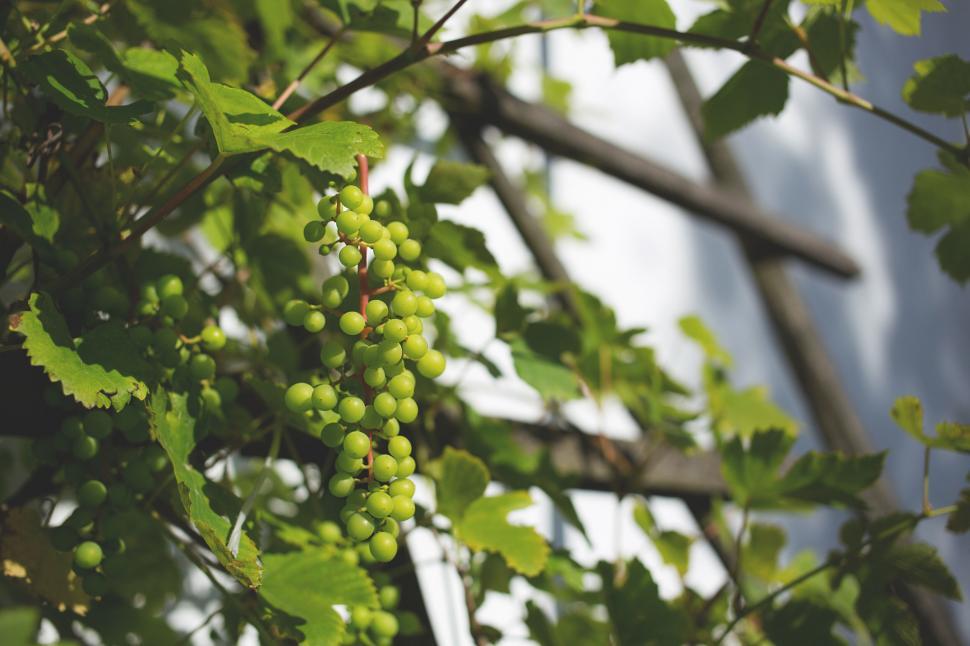 Free Image of Green grapes growing on a vine with ladder 