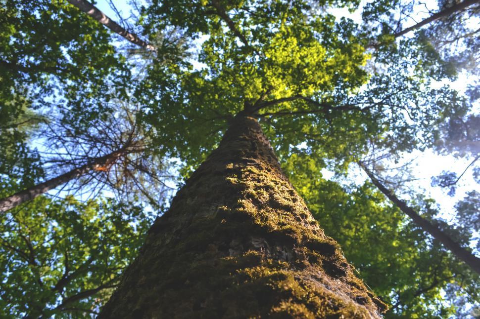 Free Image of Looking up at a majestic tall forest tree 