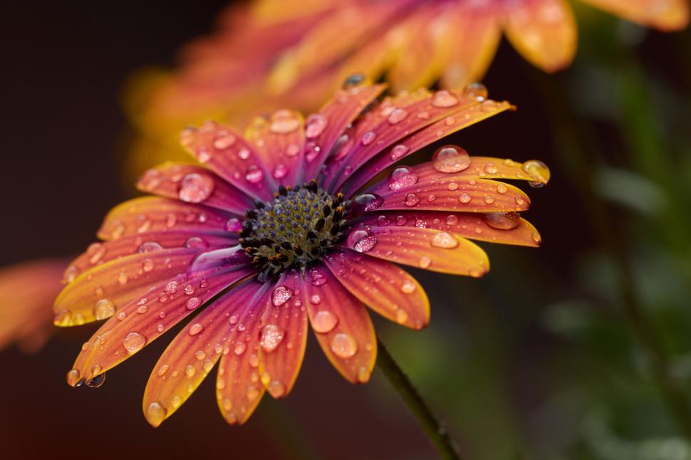 Free Image of Vibrant Orange Flower with Water Droplets 