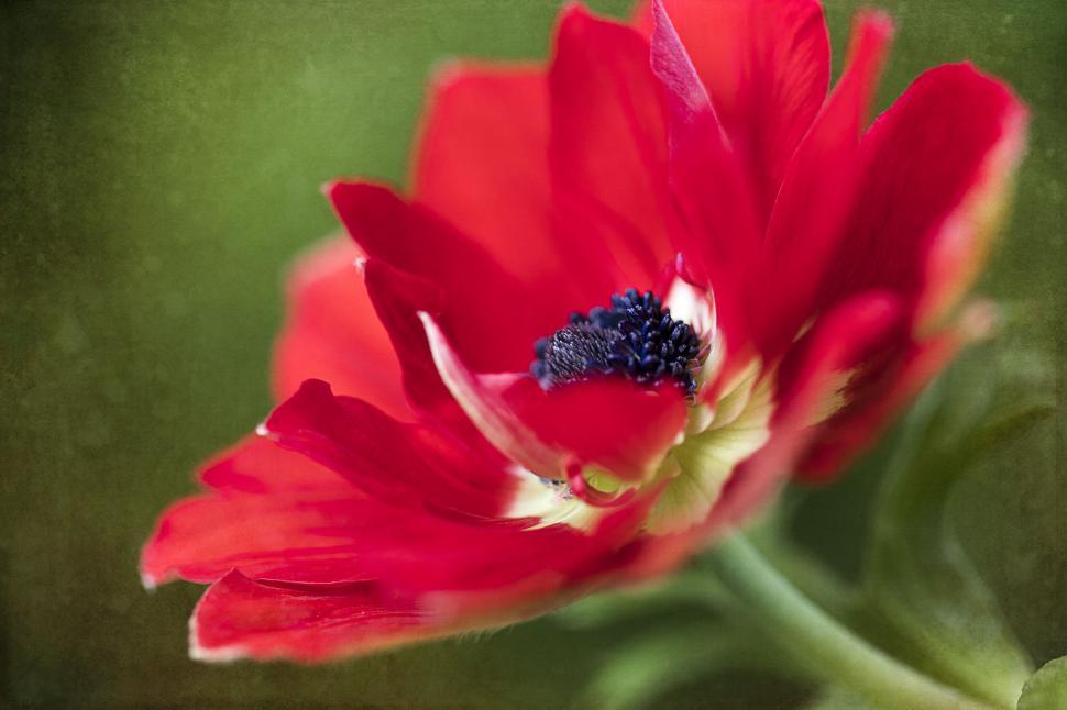 Free Stock Photo of Vibrant Red Flower with Black Center Download