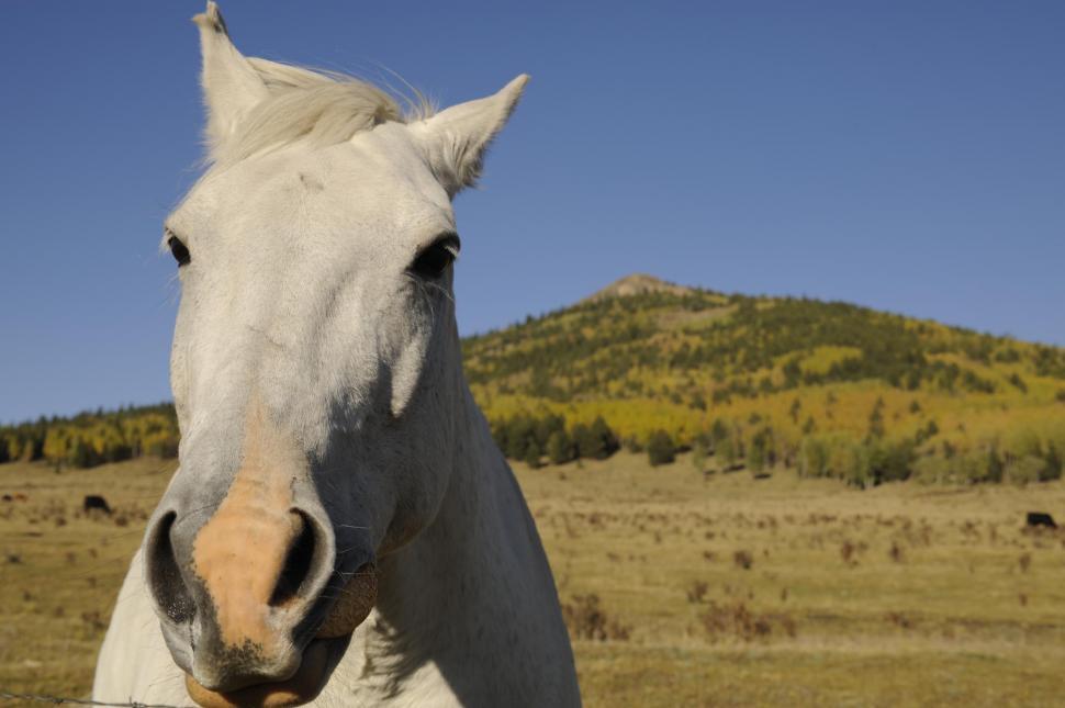 Free Image of white horse 