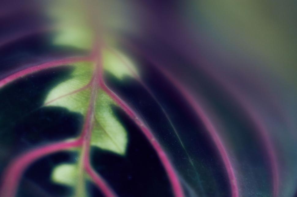 Free Image of Close-up of vibrant pink flower petals 