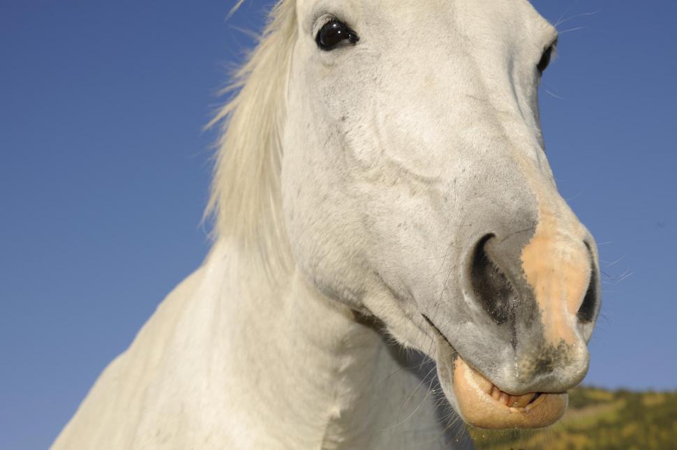 Free Stock Photo of white horse Download Free Images and Free