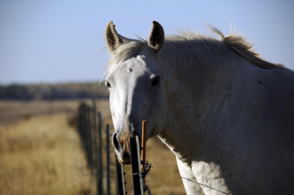 Free Stock Photo of White Horse Download Free Images and Free