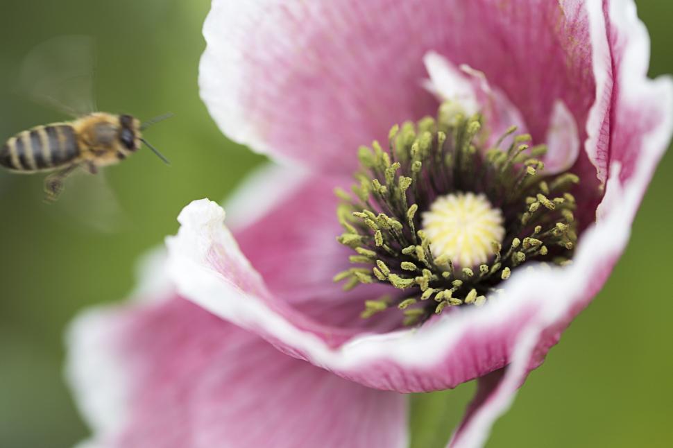 Free Image of Vibrant pink poppy with a buzzing bee nearby 