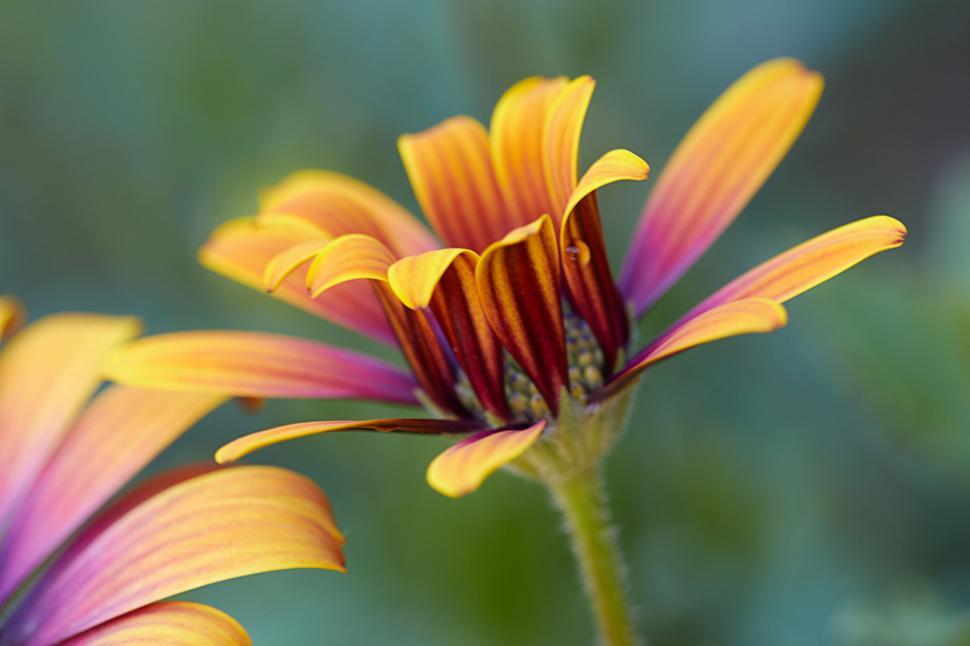 Free Stock Photo Of Vibrant Yellow And Brown Gazania Flower Close-up 