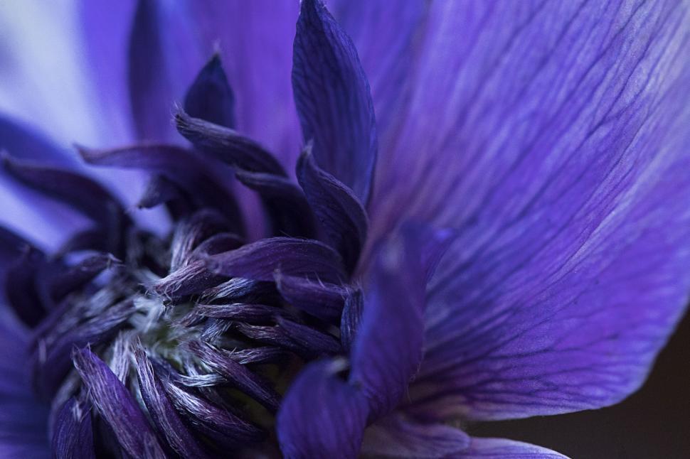Free Image of Purple anemone flower macro with intricate details 