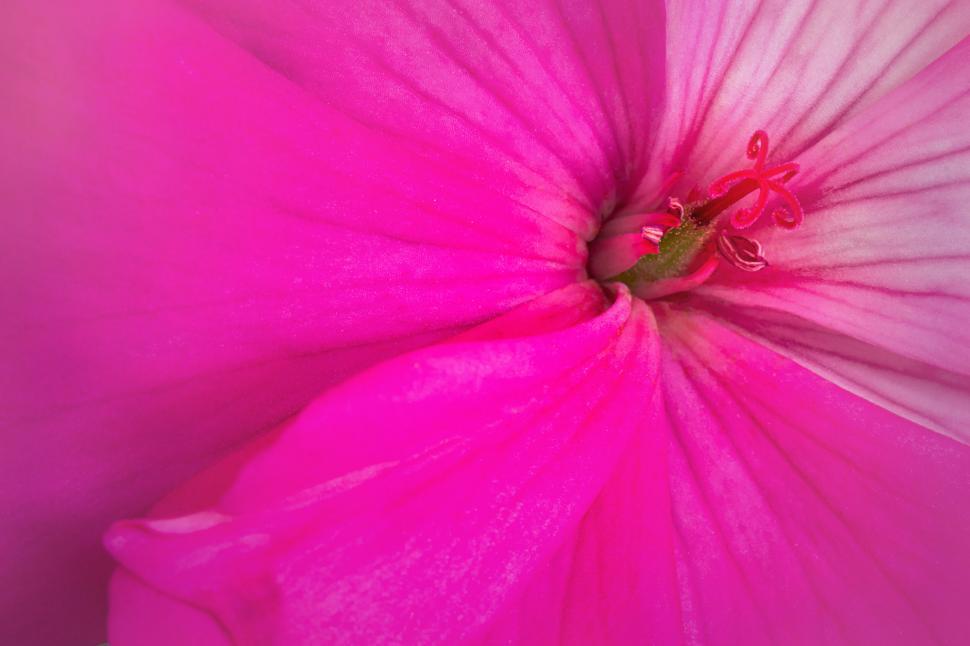 Free Image of Deep pink flower with prominent stamen 