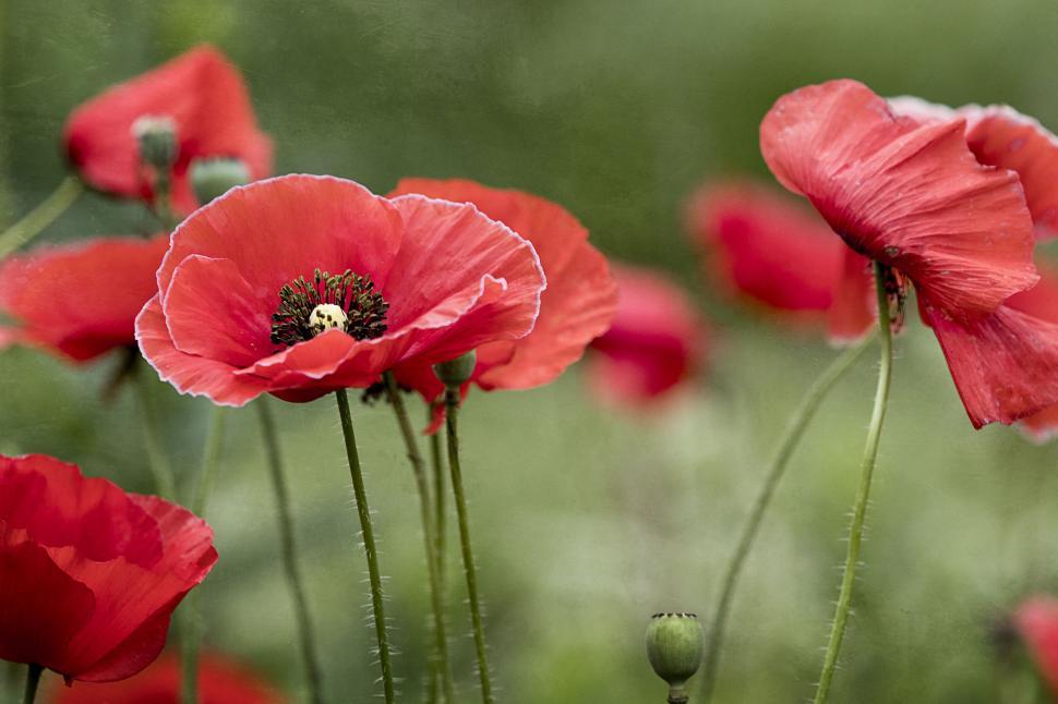 vibrant-red-poppies-blooming-in-nature.jpg