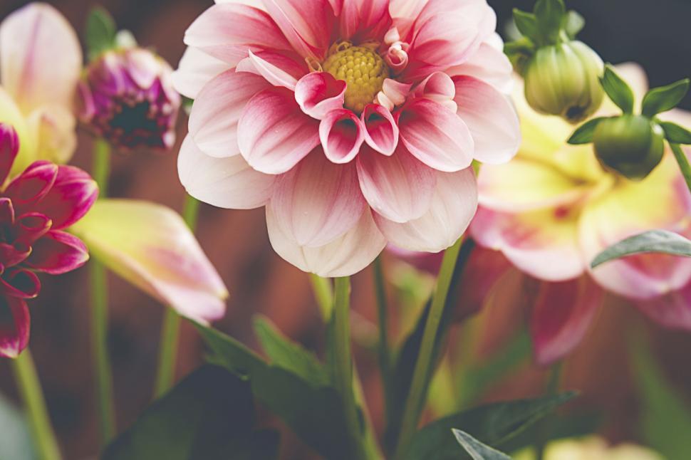 Free Image of Vibrant pink dahlia amongst garden flowers 