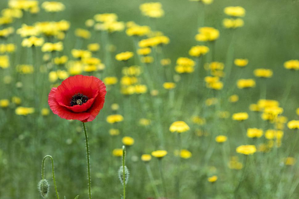 Free Image of Single Red Poppy on a Yellow Wildflower Field 