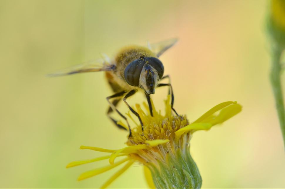 Free Image of Macro shot of a honeybee on yellow flower 