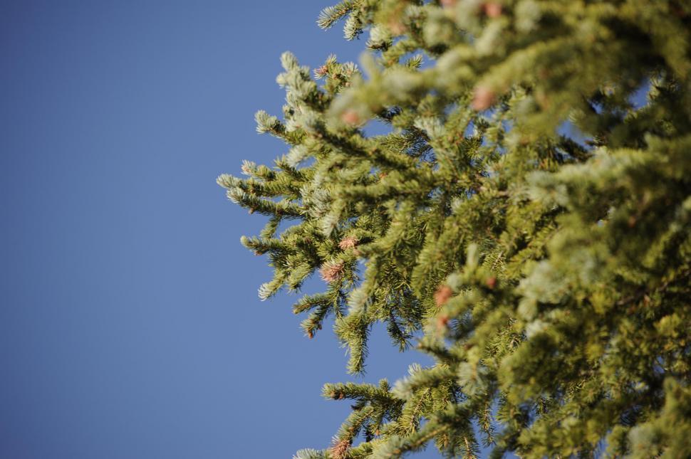 Free Stock Photo of Close-up of pine needles | Download Free Images and ...