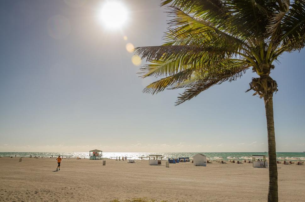 Free Image of Sunlit beach with palm tree and people 