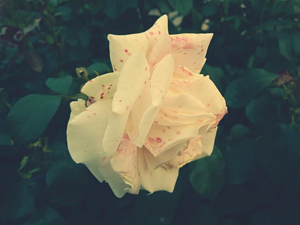 Free Image of Close-up of a speckled cream rose 