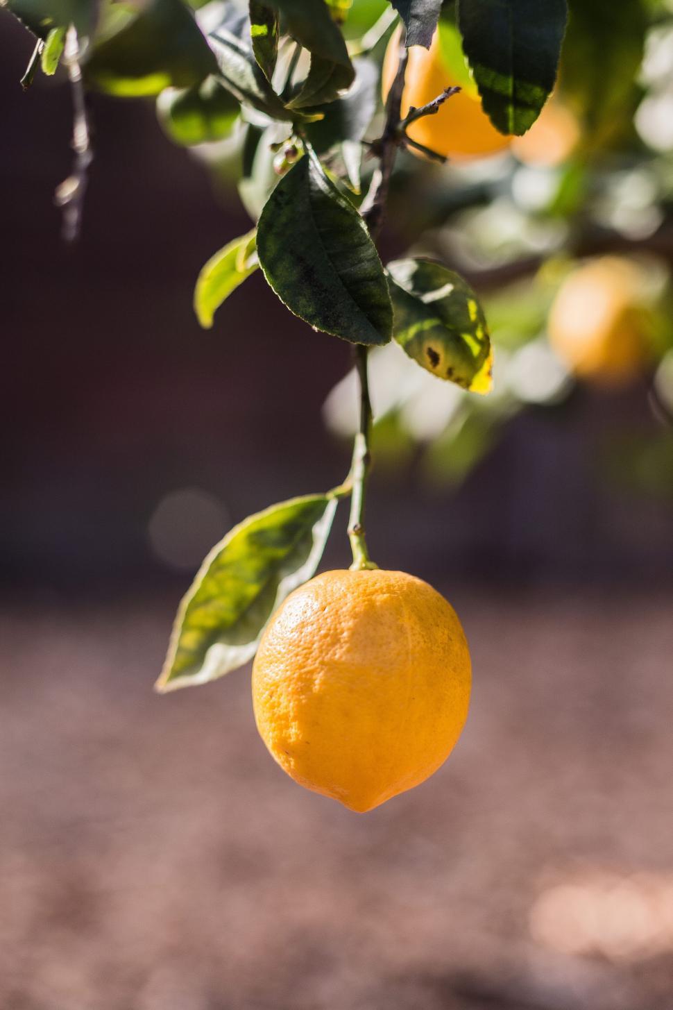 Free Image of Fresh ripe lemon hanging on the tree 