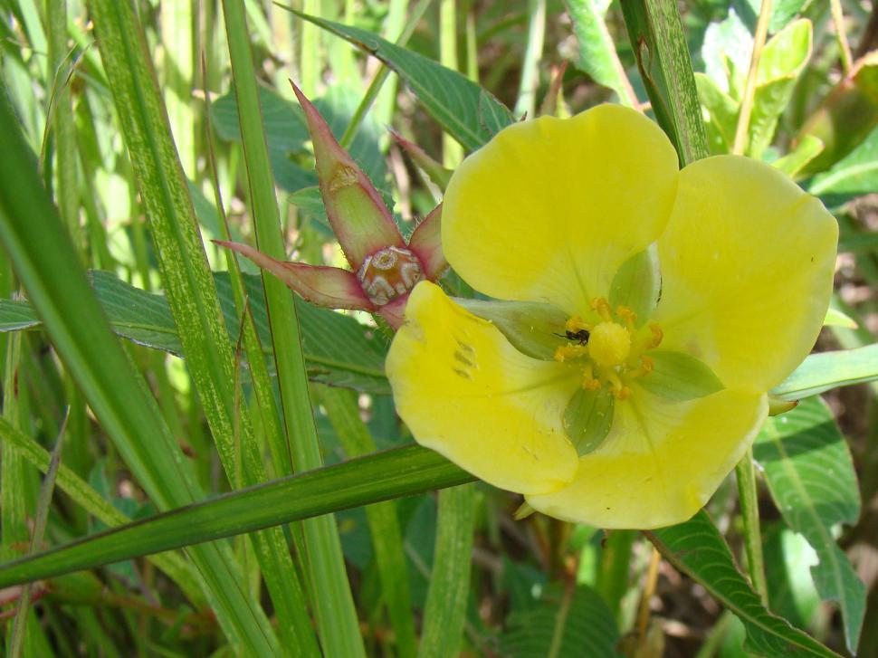 Free Image of Flower 