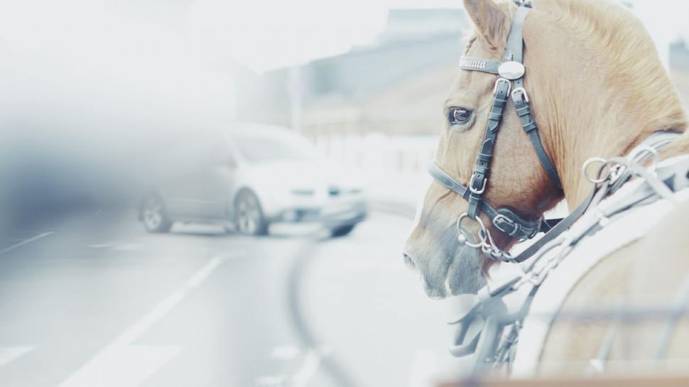 Free Image of Horse with blinders on a city street 