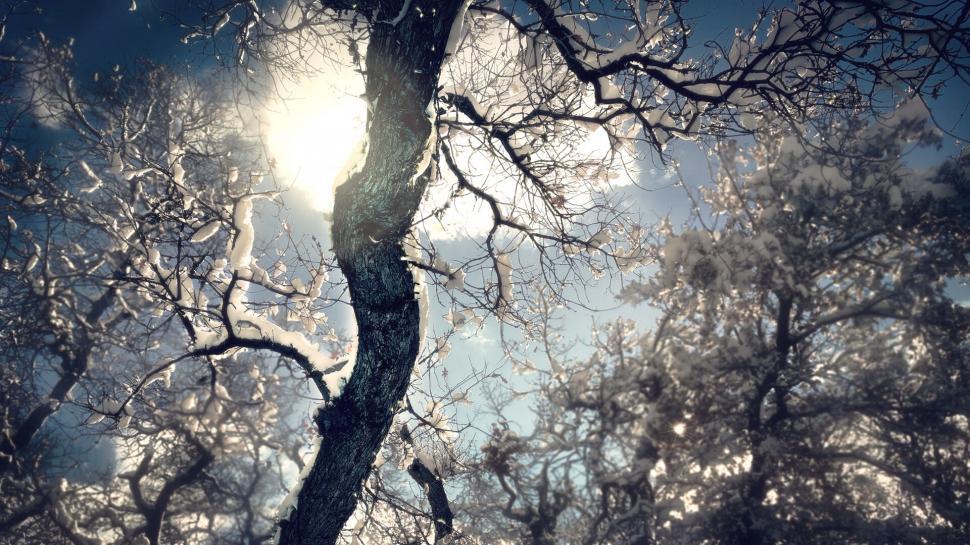 Free Image of Frosted Tree Branches Against Sunlit Sky 