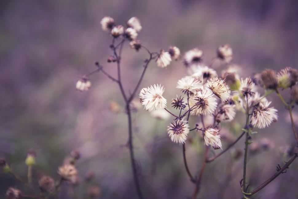 Free Stock Photo of Dried wildflowers in a field close-up | Download ...