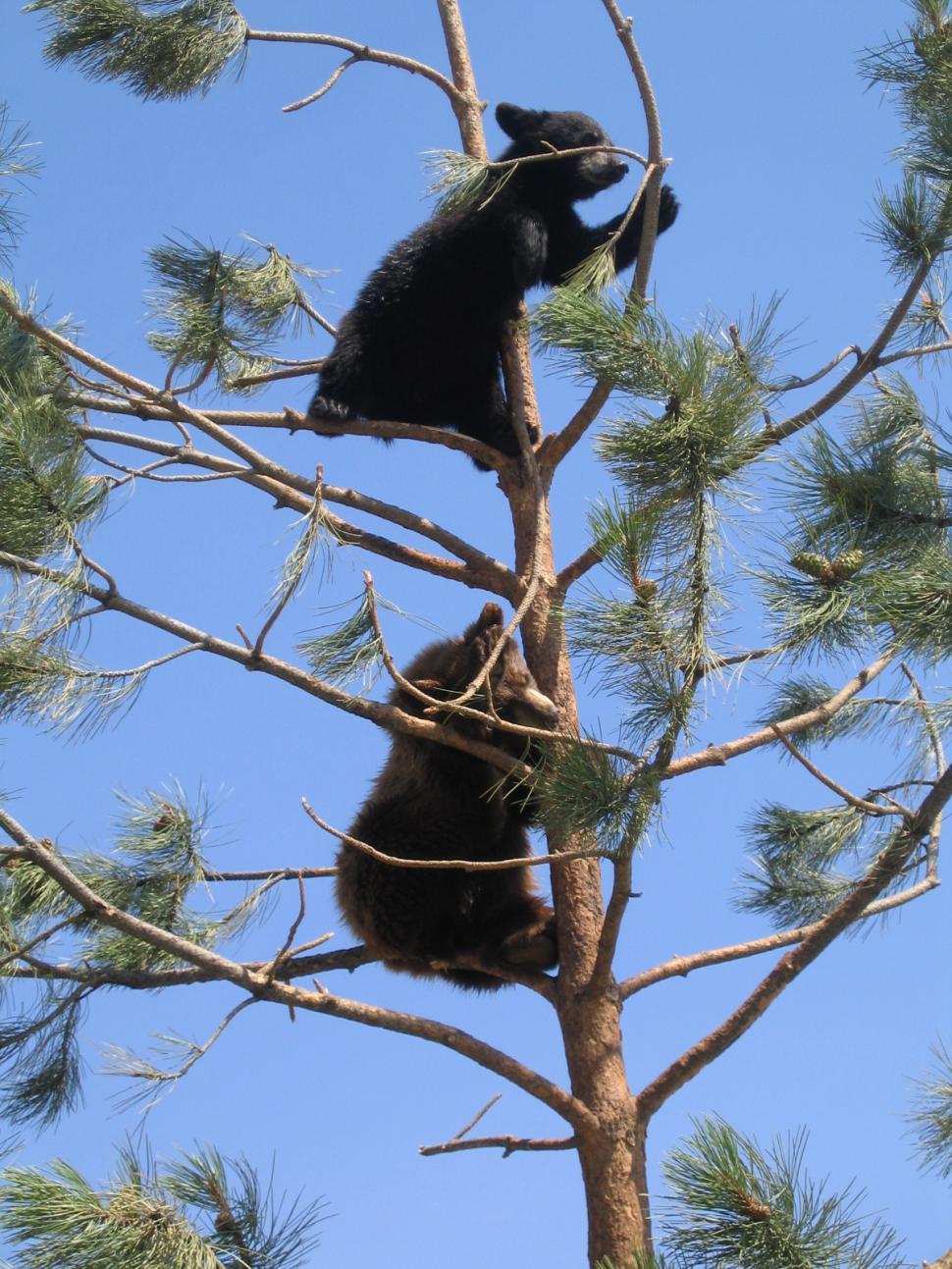 Free Image of Up a Tree 