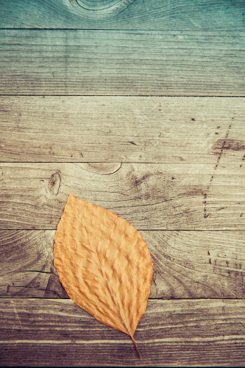 dry-autumn-leaf-on-weathered-wooden-background.jpg