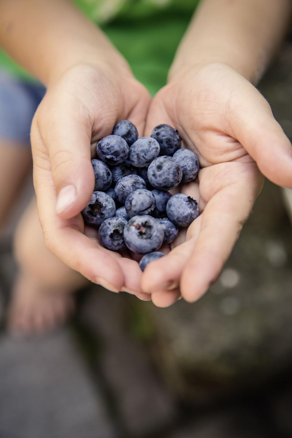 https://freerangestock.com/sample/166524/hands-holding-fresh-blueberries-closeup.jpg