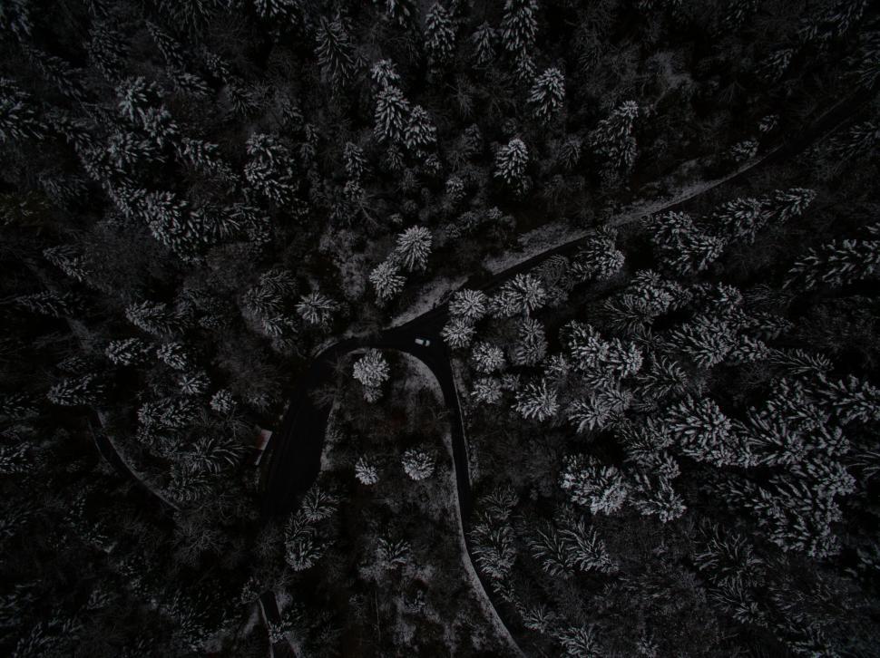 Free Image of Snow-covered trees and winding road 