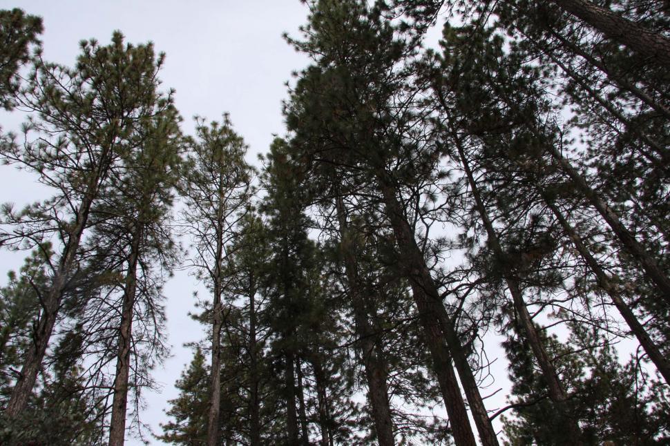 Free Image of Tall Trees in Black and White 